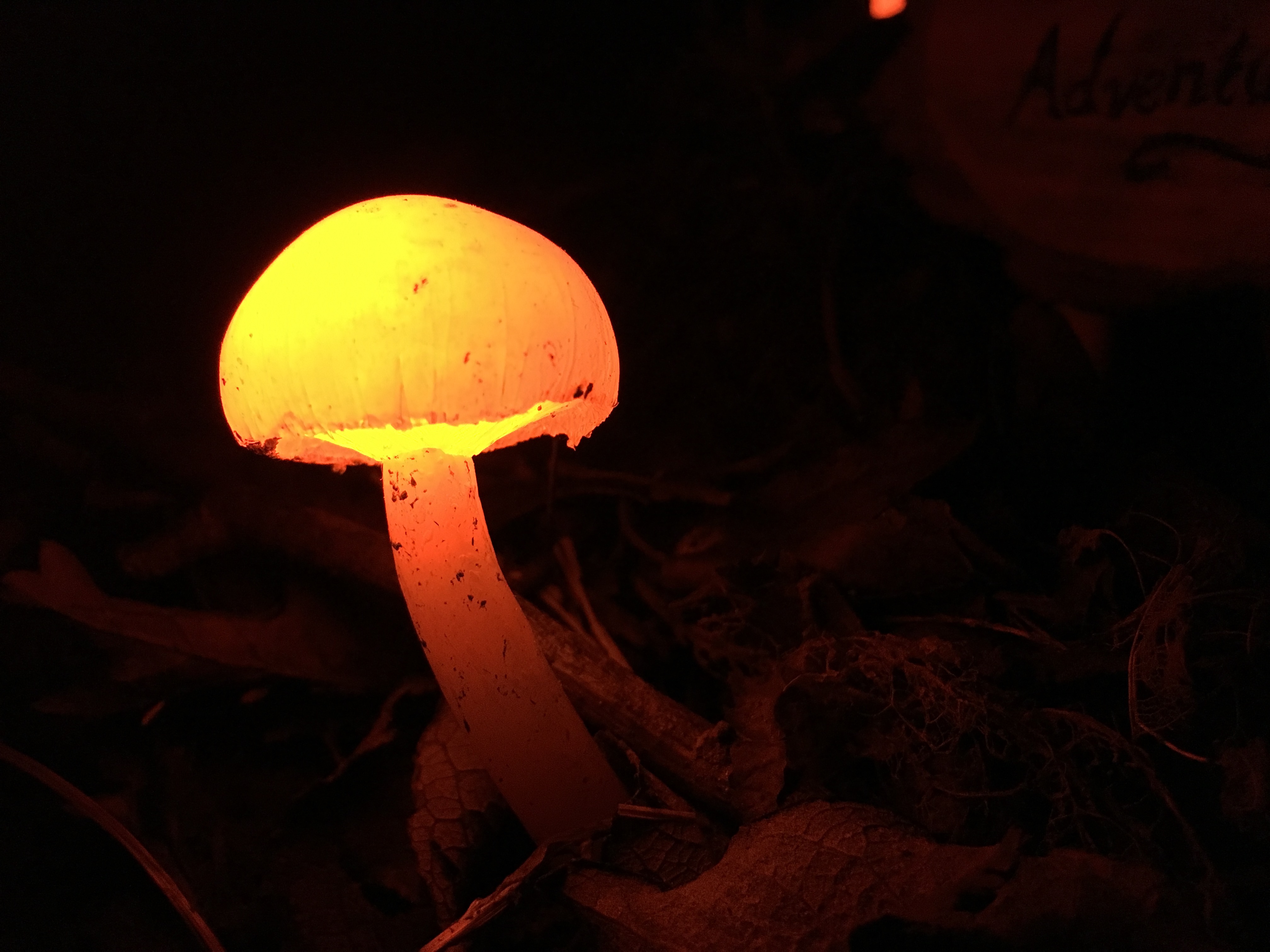A mushroom glowing with bright orange light protrudes from leaves on the ground